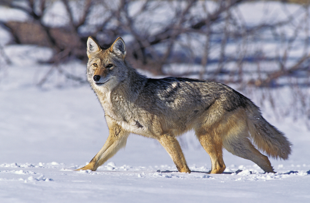 Coyote in the snow