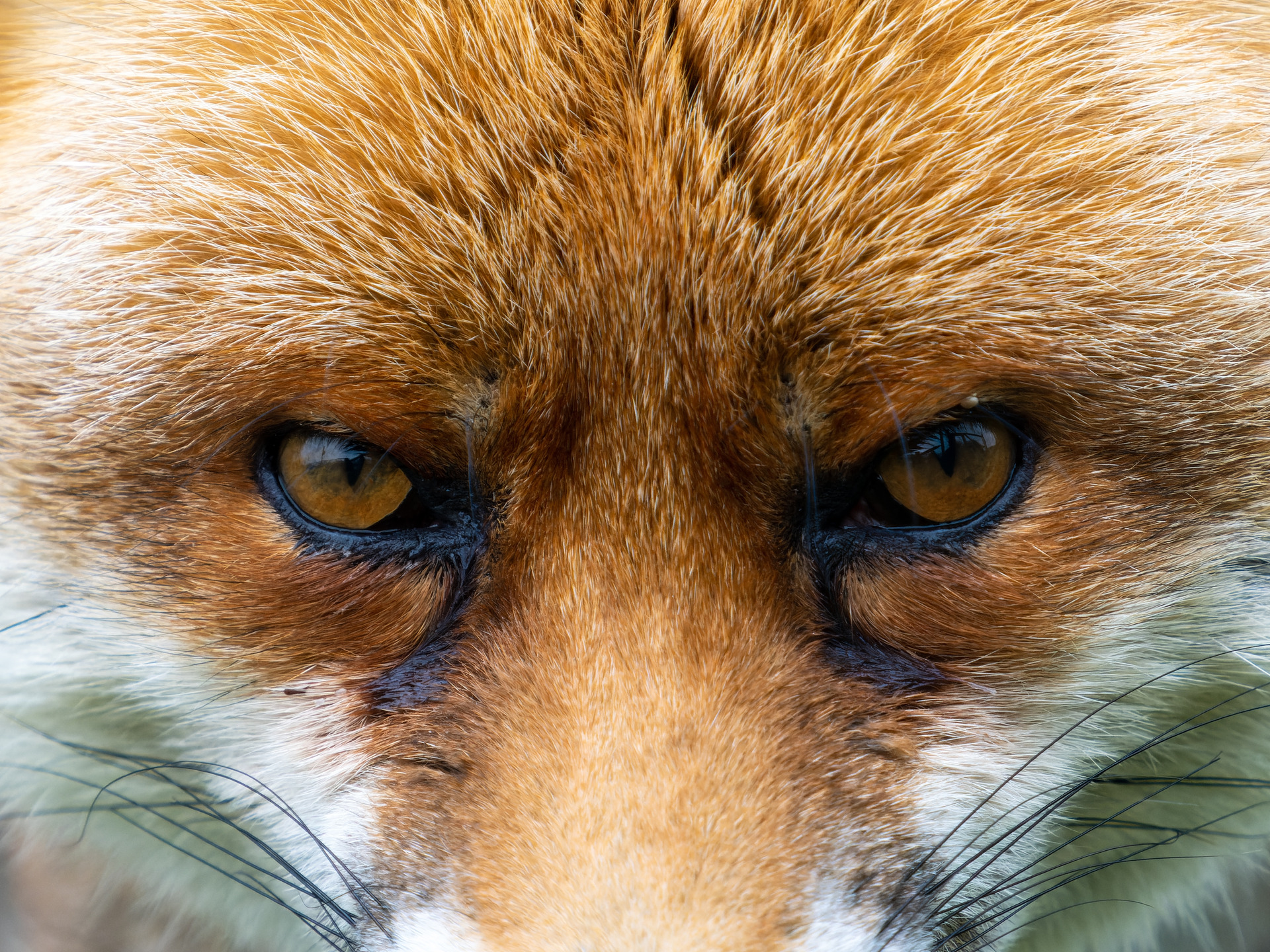 Is a Fox a Canine? And Are Foxes Dangerous?