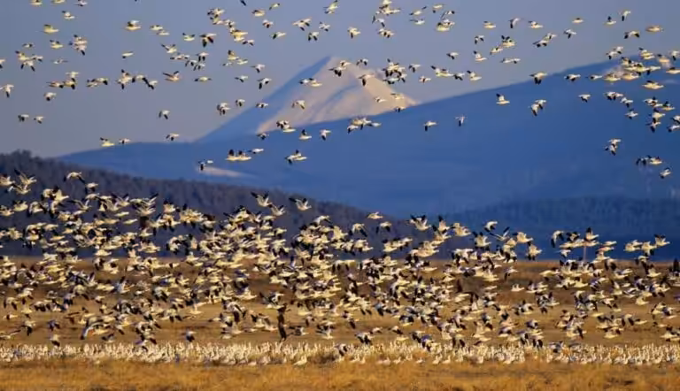 Upper Klamath Lake National Wildlife Refuge