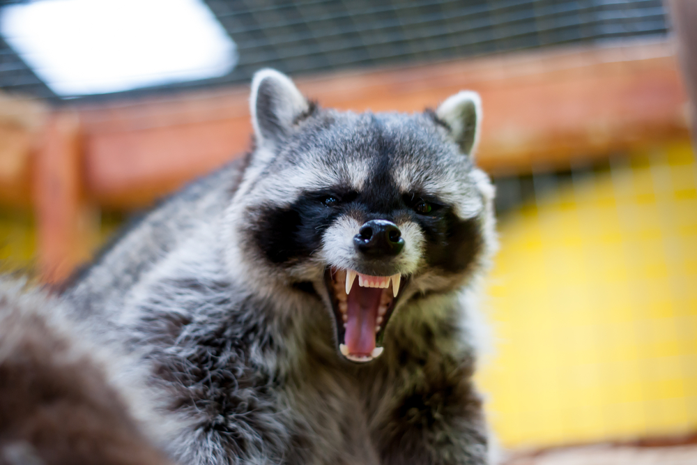 Are raccoons dangerous? This one certainly looks fierce as it bares its teeth to the camera in a snarl.