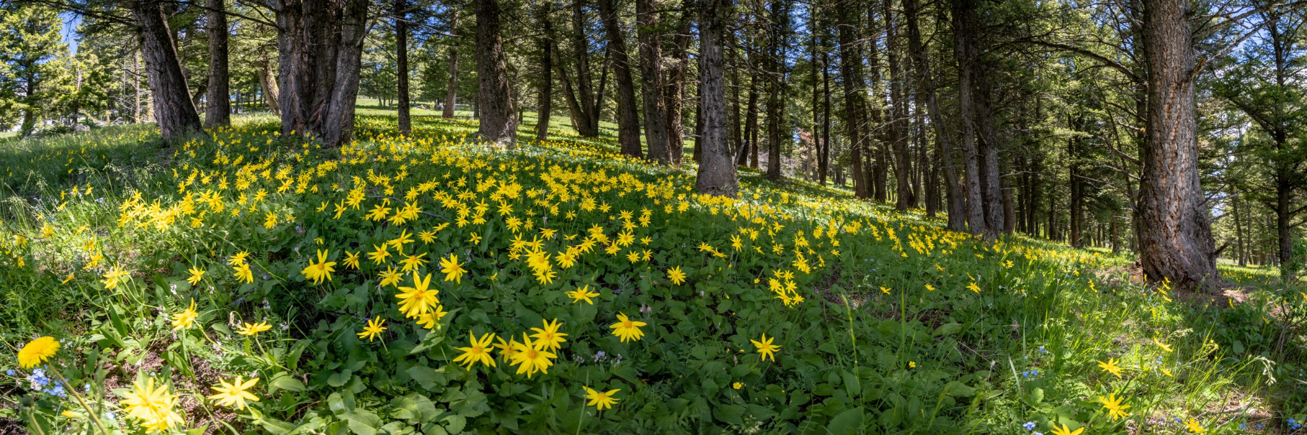Parks and Forests in Wyoming: A Guide to 98 Million Acres of Public Land