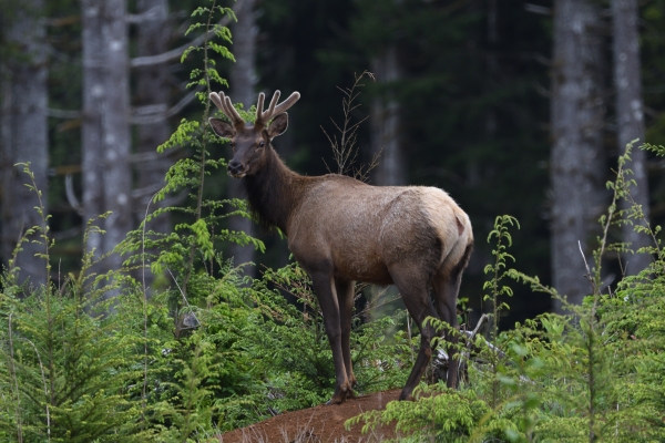 Willapa National Wildlife Refuge