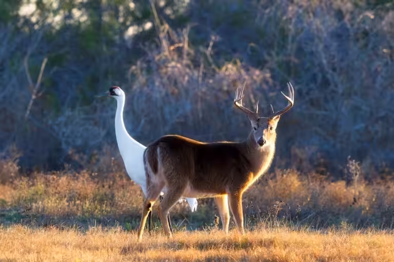 Aransas National Wildlife Refuge